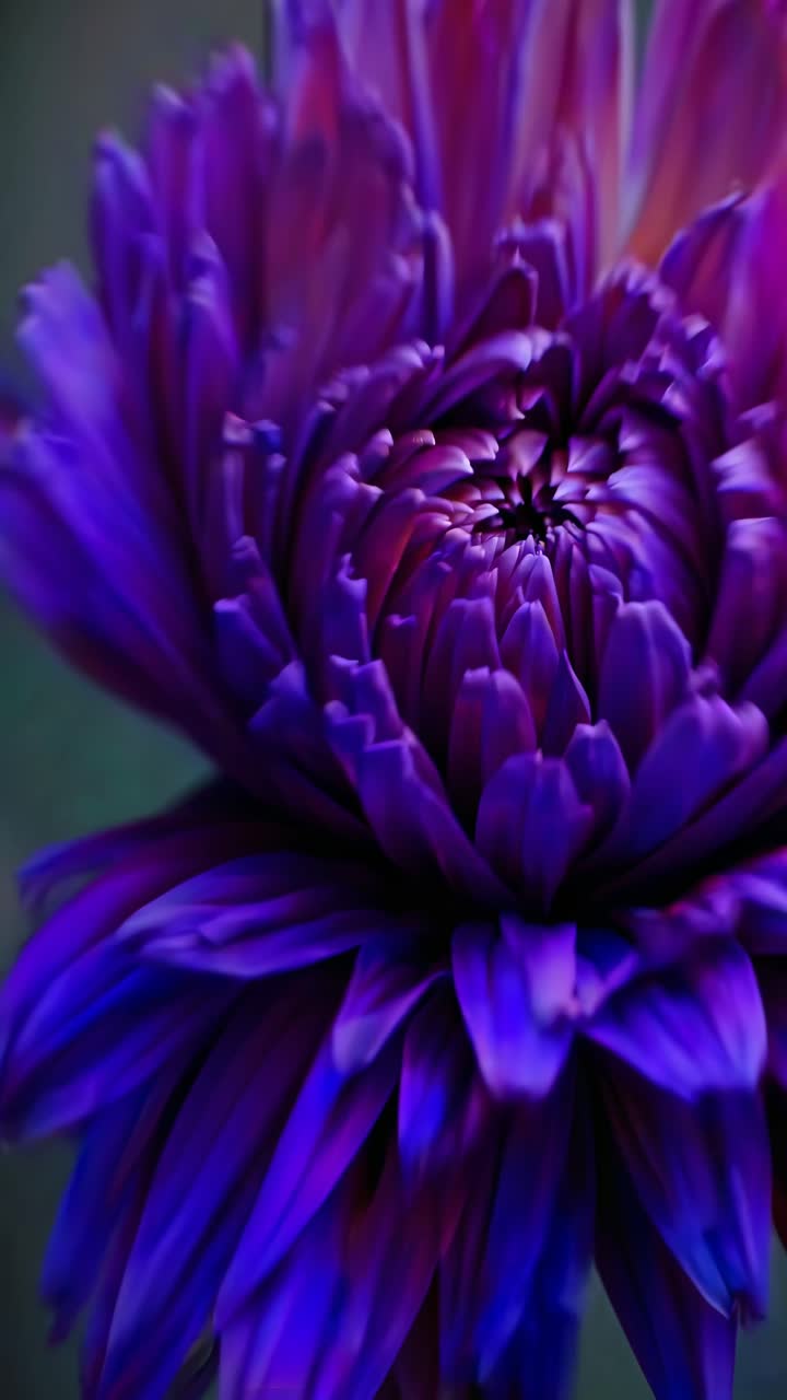 Primo piano di un vivace fiore viola con messa a fuoco morbida, che cattura i dettagli intricati dei petali