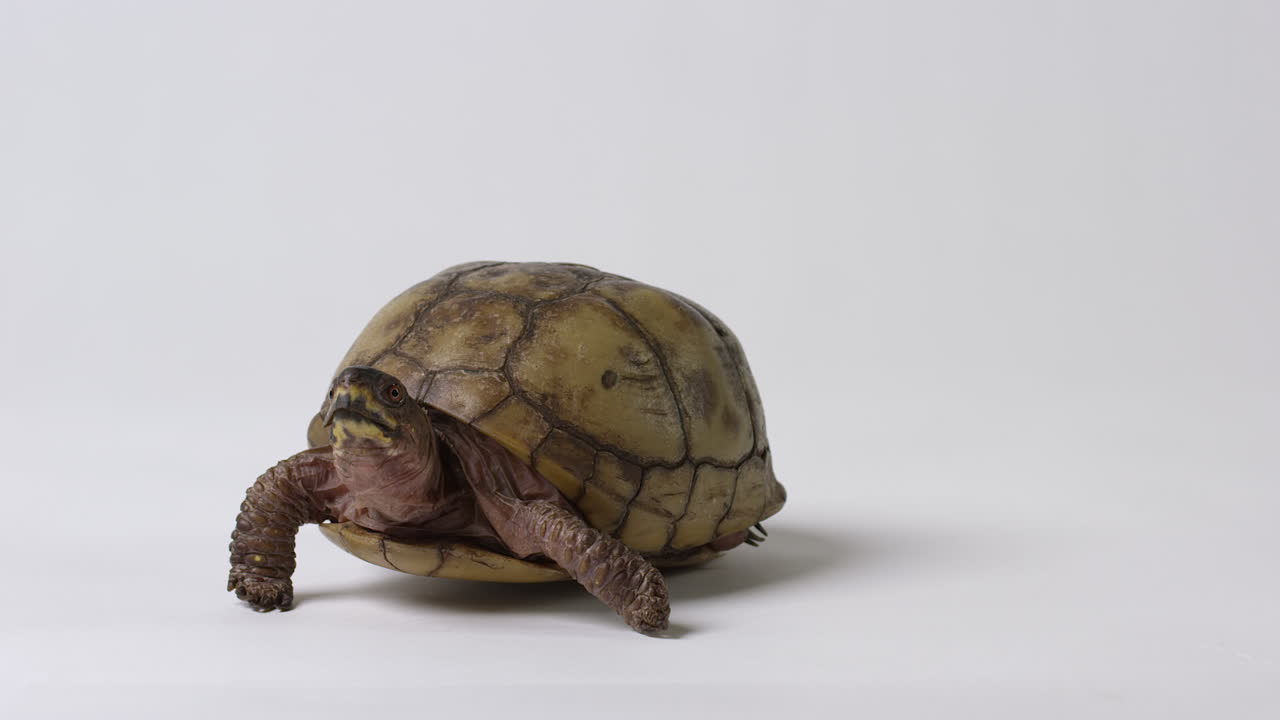 Hand places common box turtle down on white background