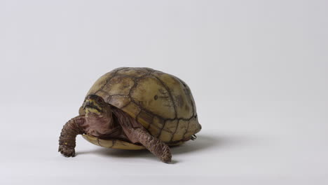 Hand-places-common-box-turtle-down-on-white-background