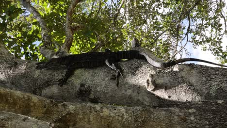 la ardilla se mueve a lo largo de una rama de árbol a la luz del día