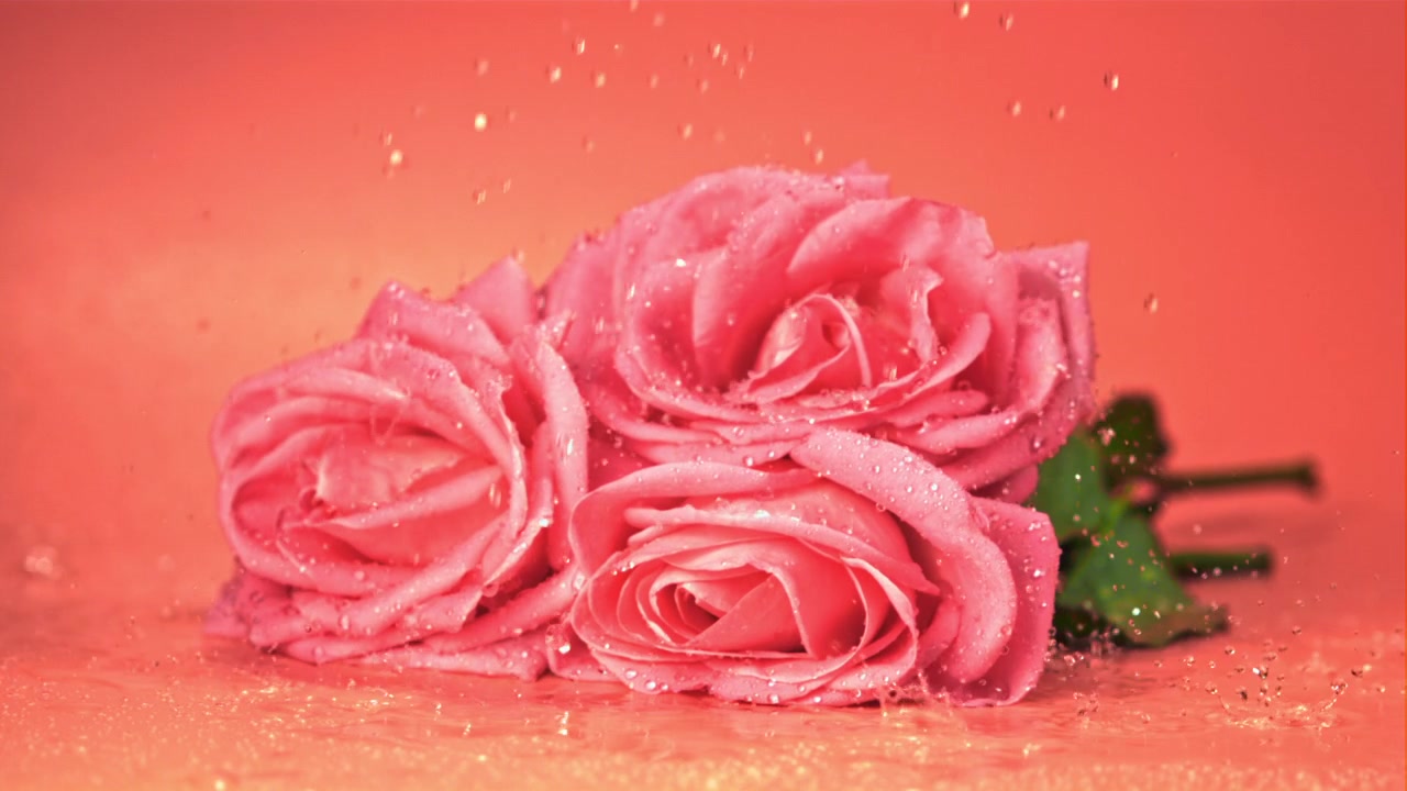Verse roze rozen met vallende waterdruppels