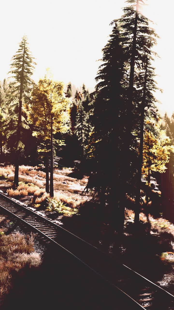 hermoso paisaje forestal con una vía ferroviaria a la luz del sol