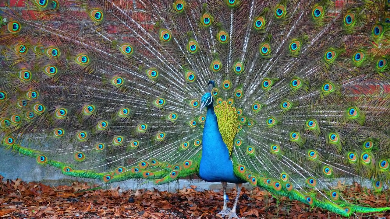 Vista lateral de pavão exibindo penas da cauda ao ar livre. Pavão mostrando plumagem em leque de perfil lateral contra alvenaria de tijolos vermelhos.
