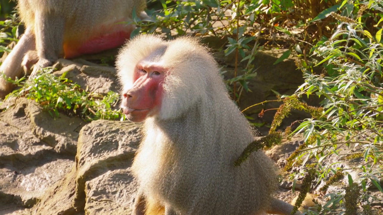 カメラを直接見つめる前に座っているハマドリアスヒヒ（アフリカのサル）。4K。