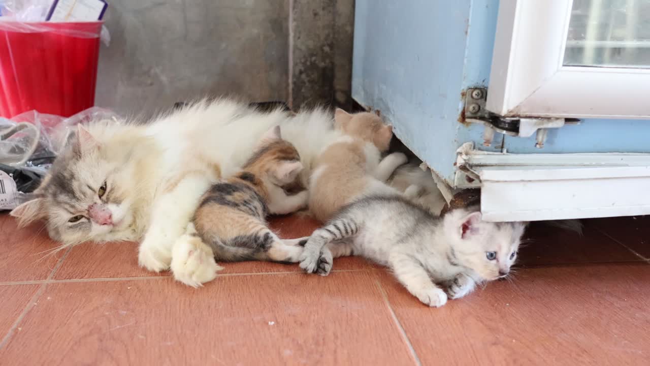 고양이 가족 유대, 새끼 고양이 먹이와 놀이