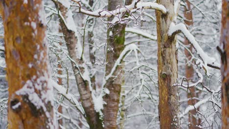 Meise-Fliegt-Im-Kalten-Winter-Auf-Drei-Ästen