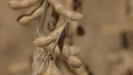 Sojabohnenplantage-In-Brasilien