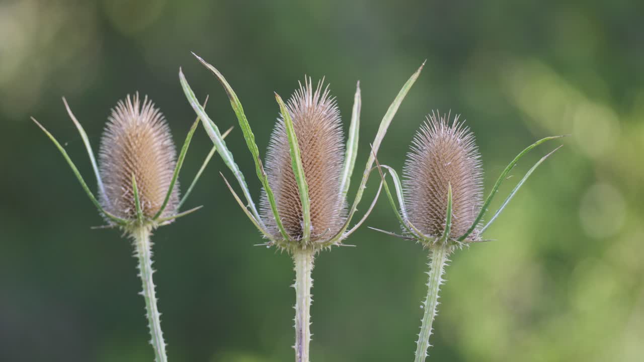 un primerísimo plano de tres flores silvestres de teasel contra un fondo borroso