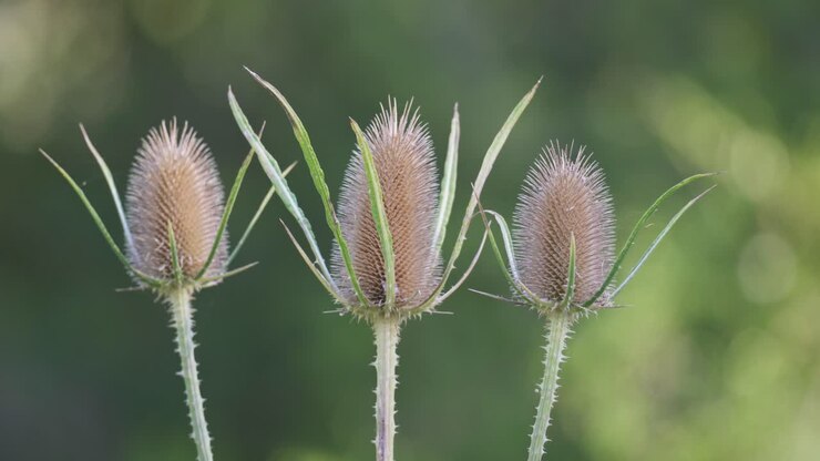 Primo piano estremo di tre fiori di cardo selvatico su sfondo sfocato