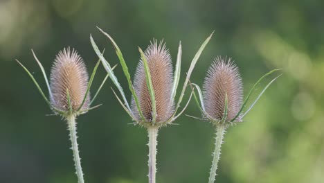 extreme close up shot of three wild teasel flowers against a blurry background