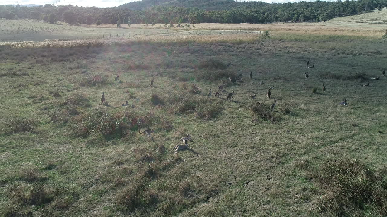 la luz del sol se abre paso sobre una multitud de canguros cuando uno rebota en el marco de una mansión emocionada