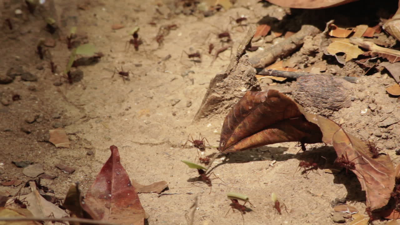 Extreme close-up of red ants and leafs in Capurganá, Colombia