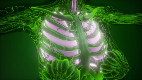 cuerpo humano con pulmones visibles
