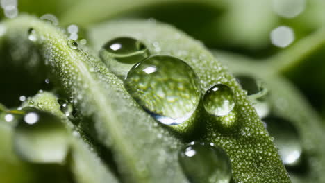 macro shot of water droplets on a green leaf
