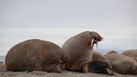 Primer-Plano-De-Dos-Morsas,-Una-Durmiendo-Y-La-Otra-Rascándose-Las-Bacterias-De-La-Piel,-En-Una-Playa-De-La-Costa-Norte-De-Svalbard-Durante-Una-Expedición-En-Barco