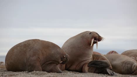 primer plano de dos morsas, una durmiendo, otra rascando bacterias de su piel, en una playa a lo largo de la costa norte de svalbard durante una expedición en barco