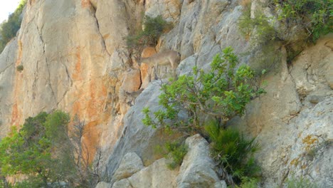 goats perched on the mountainside - spain - low angle shot