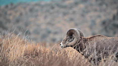 the bighorn's domain: kamloops grasslands