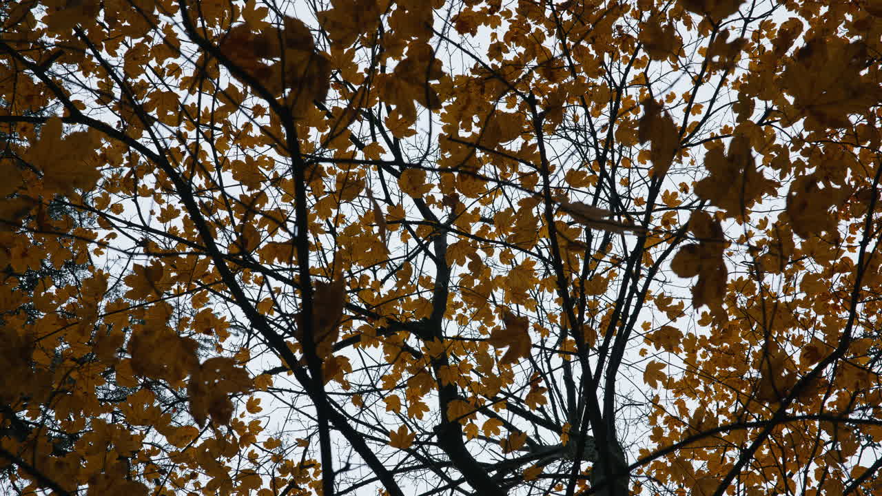 Colorful leaves hanging onto the trees are coming into focus in the forest on an autumn day