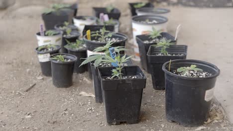 homegrown young cannabis plant in individual pots, slow motion