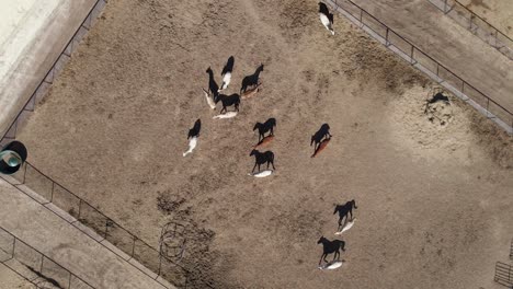 group of domestic horses walking inside their paddock on a sunny day