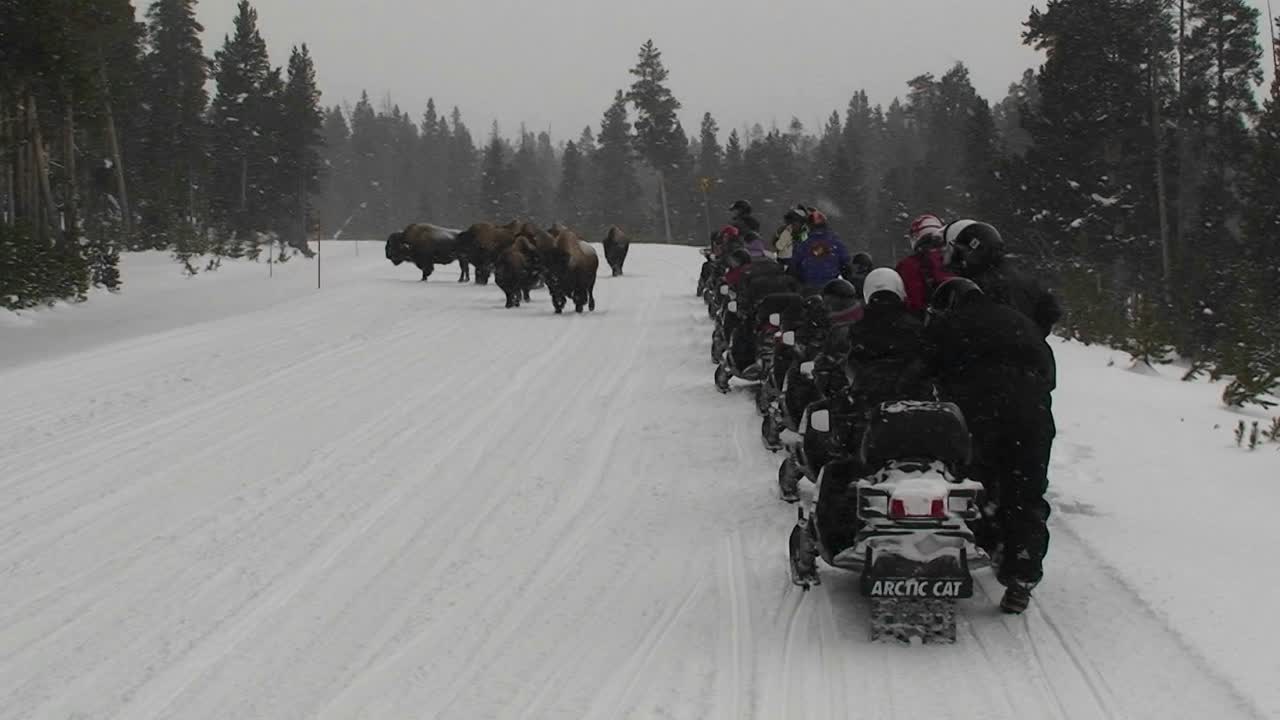 버팔로 방목을 관찰하기 위해 옐로스톤 국립 공원의 도로를 따라 스노모빌 공원