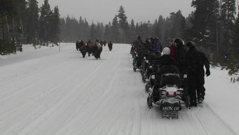 snowmobiles park along a road in yellowstone national park to observe buffalo grazing