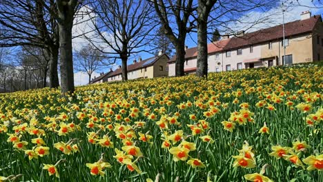 Field-of-yellow-orange-daffodils-in-front-of-row-of-houses,-Scotland