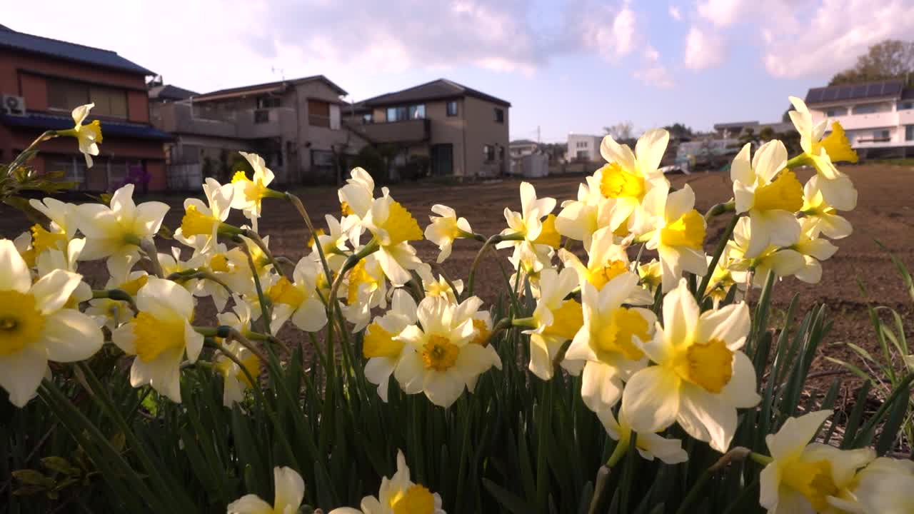 시골 풍경에 바람에 부드럽게 흔들리는 아름다운 봄 수선화