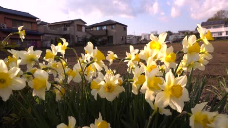 beautiful spring daffodils softly waving in wind in rural scenery