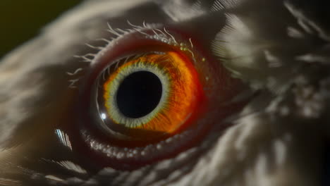 close-up of a bird's eye