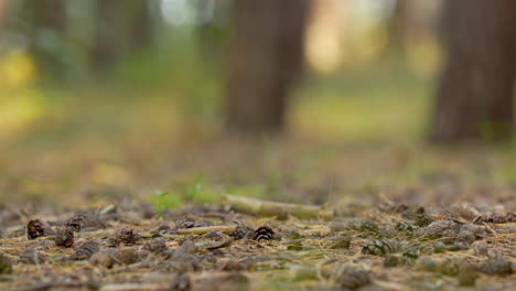 Schieberegleraufnahme-Des-Waldbodens-Mit-Getrockneten-Tannenzapfen,-Gras-Und-Zweigen