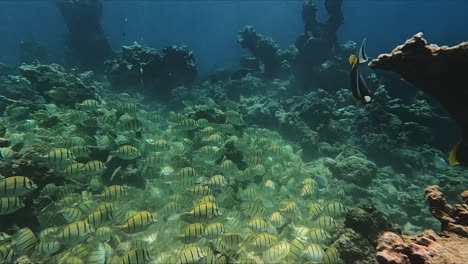 convict surgeonfish swimming in large school grazing on coral reef