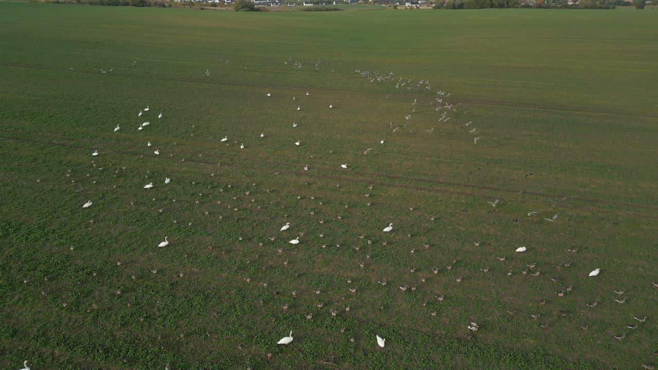 Flock of white birds spreads across a vast green field on a sunny day aerial view