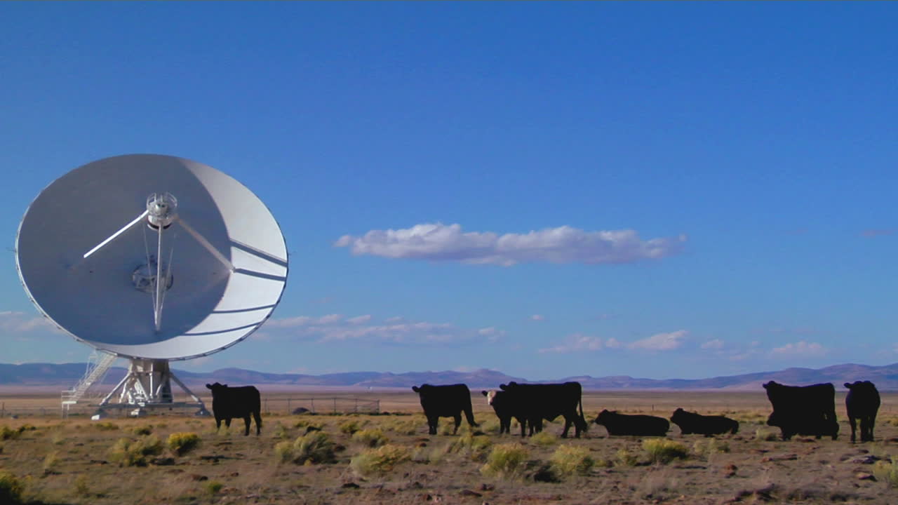 una antena parabólica se encuentra entre las vacas en un campo desolado