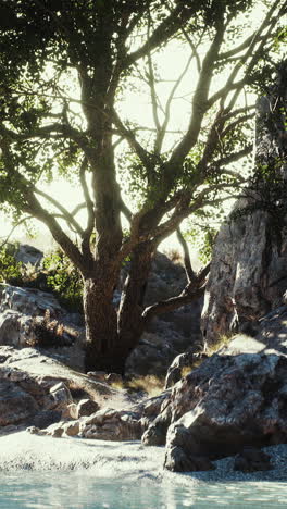 Enchanted Forest: A Serene Landscape