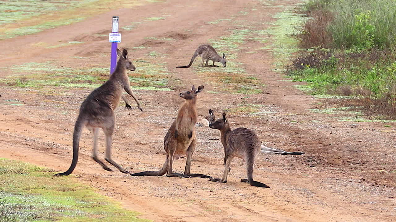 canguros participan en un combate de boxeo peleando a lo largo de un camino de tierra en australia 1