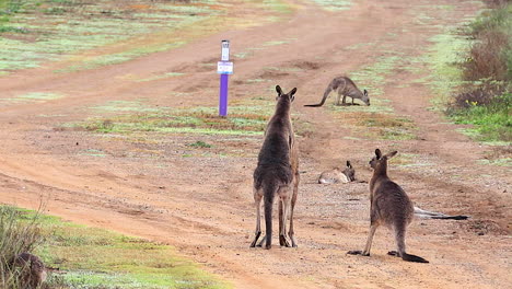 Kängurus-Nehmen-An-Einem-Boxkampf-Teil-Und-Kämpfen-Auf-Einer-Unbefestigten-Straße-In-Australien-1