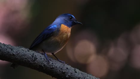 facing to the right swinging with the vine as seen deep in the forest as the camera zooms out, hill blue flycatcher cyornis whitei, male, thailand