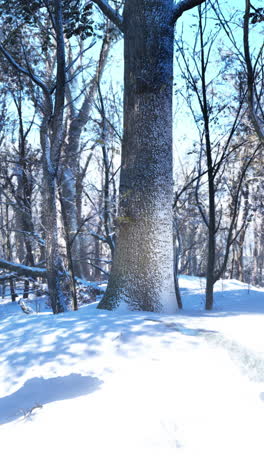 snowy forest