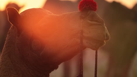 Camels-in-slow-motion-at-the-Pushkar-Fair,-also-called-the-Pushkar-Camel-Fair-or-locally-as-Kartik-Mela-is-an-annual-multi-day-livestock-fair-and-cultural-held-in-the-town-of-Pushkar-Rajasthan,-India.