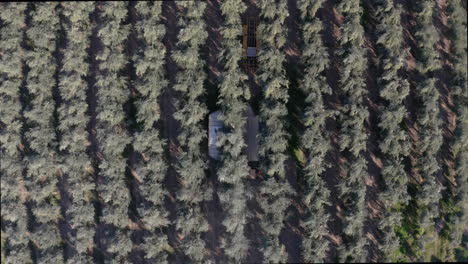 aerial view of an olive grove with agricultural machinery
