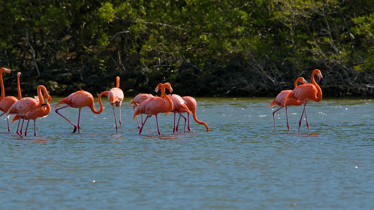플라밍고의 무리는 소금 평야, 반이는 물이 있는 맹그로브 숲을 우아하게 고 있습니다.