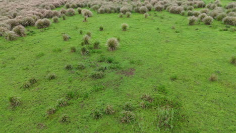 Low aerial over lush green Paraná Delta with tall clumps of grass, Argentina