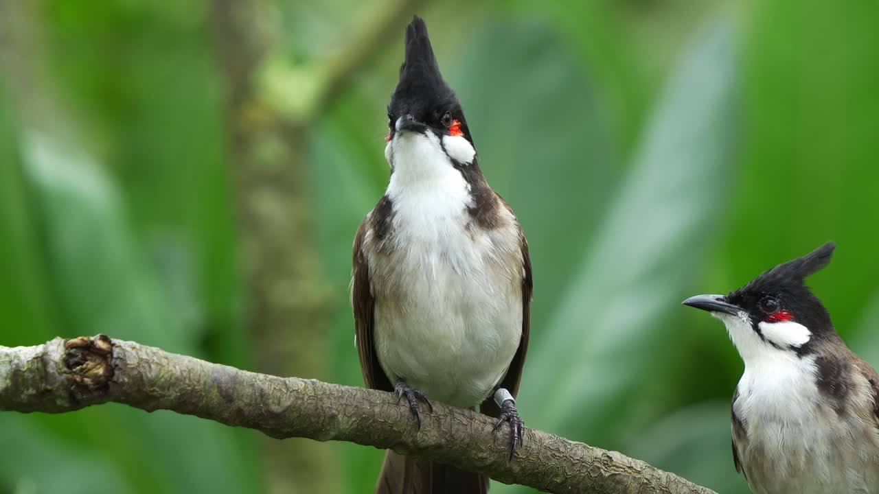 bulbul de bigotes rojos, pycnonotus jocosus posado en la rama de un árbol, preguntándose por sus alrededores y chirriando en el bosque, otro se unió a la escena y voló lejos al final, tiro de cerca