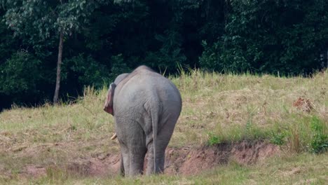 Visto-Desde-Su-Espalda-Alimentándose-De-Minerales-Mientras-La-Cámara-Se-Aleja,-Elefante-Indio-Elephas-Maximus-Indicus,-Tailandia