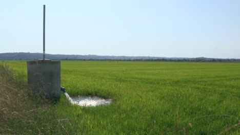 Plantación-De-Arroz,-El-Agua-Que-Fluye-En-Abundancia-Al-Campo-De-Arroz,-Necesaria-Para-El-Crecimiento-Del-Cereal