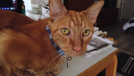 Eine-Orangefarbene-Getigerte-Katze-Bewacht-Einen-Desktop-Computer,-Reißt-Plötzlich-Den-Kopf-Hoch,-Dreht-Sich-Um-Und-Schaut-In-Die-Kamera