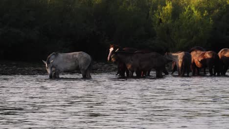 wild horse herd eating in the salt river in arizona