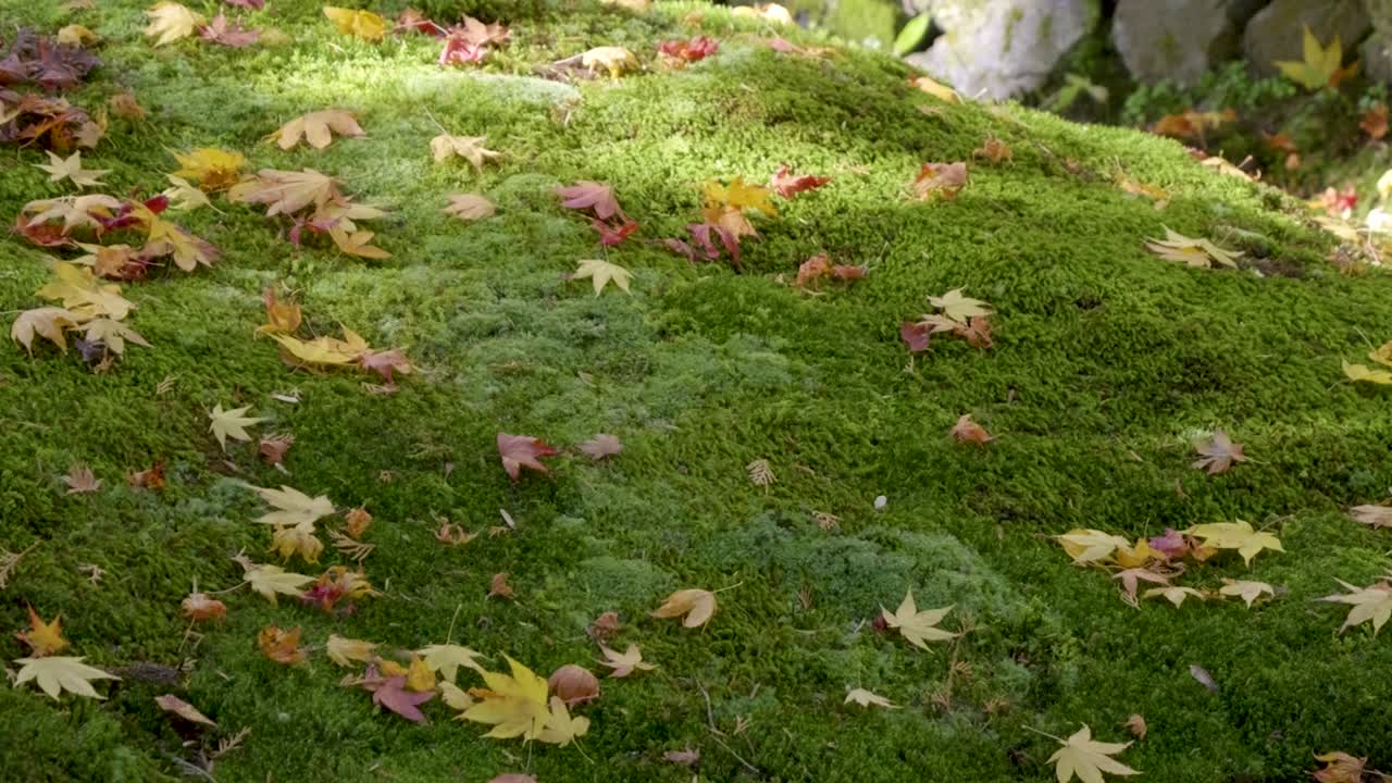 Slow pan over moss covered stone with fallen autumn color leaves